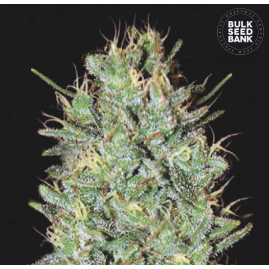 AMNESIA HAZE